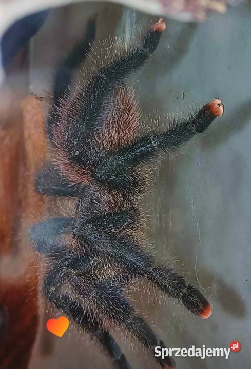 Likwidacja hodowli ptaszniki i skorpiony Wrocław