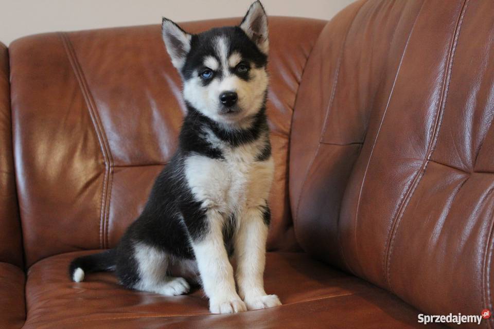 Szczeniaczki Syberian Husky Gostynin