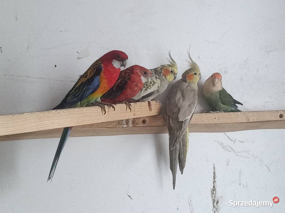 Papugi Ptaki
