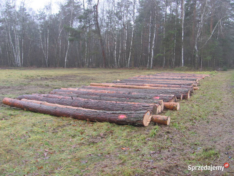 metry gałęzie Ostrów