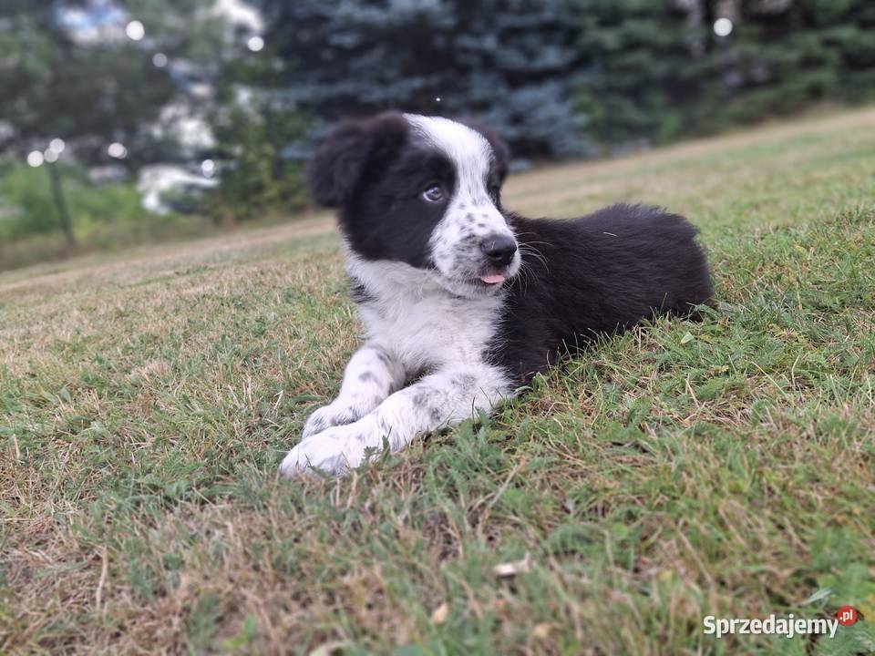 Szczeniaki border collie Mykanów