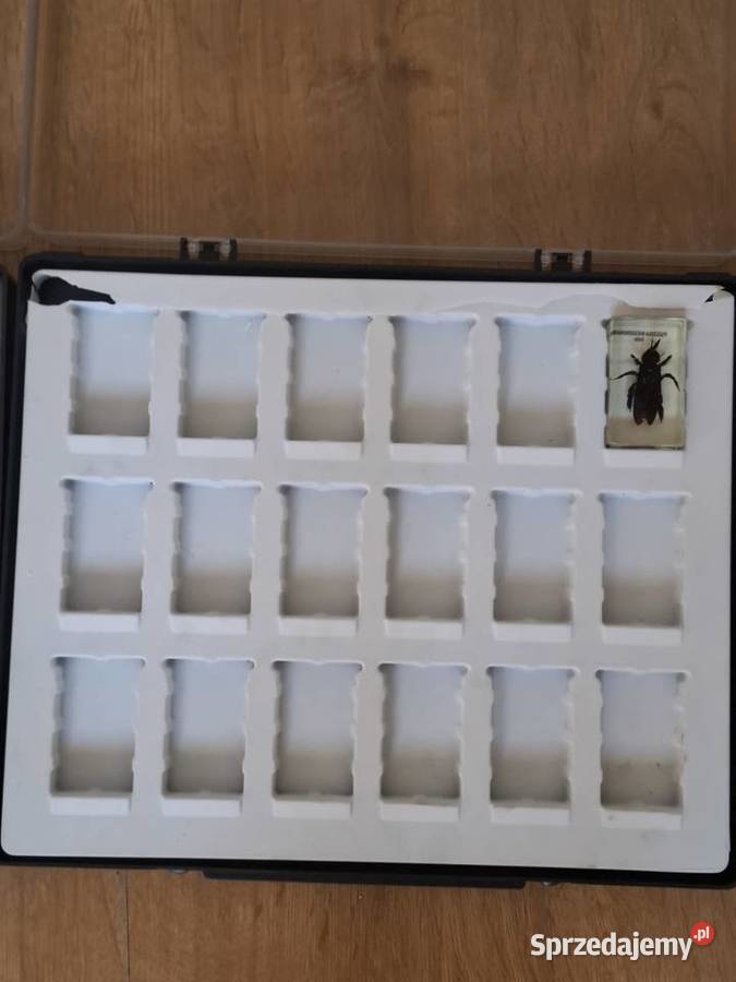 Kolekcja owadów w żywicy 24 preparaty w Pozostałe Gnojnik