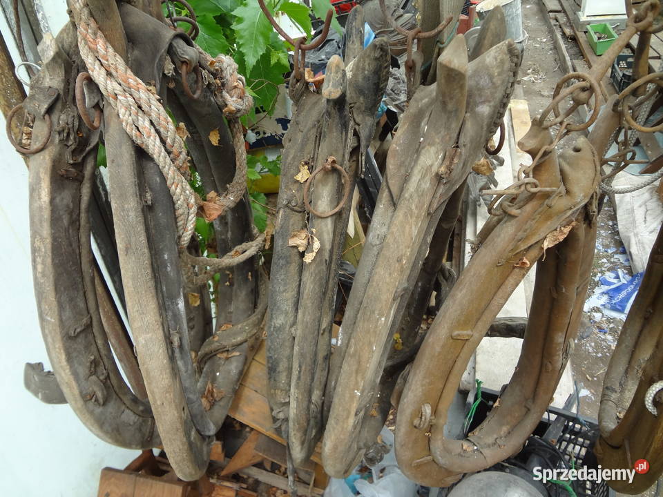 homonta konne kilka sztuk Wrocław