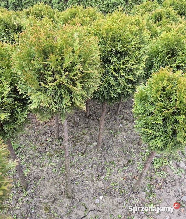 Tuje Szmaragd Kule 100 Piękne i Gęste Mąkolno sprzedam
