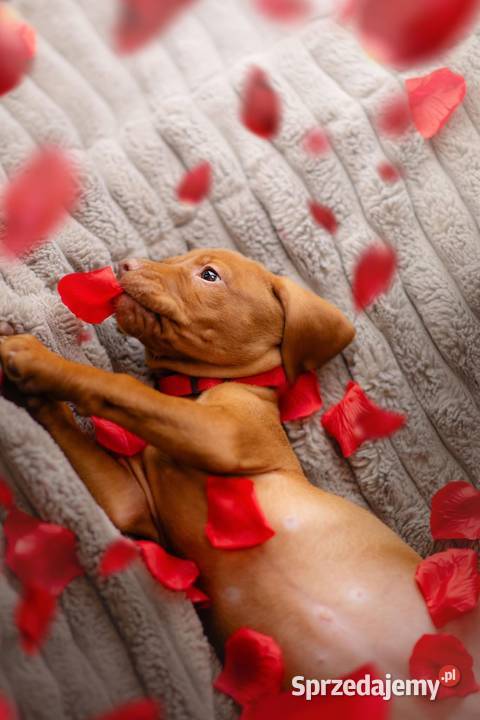 Szczenię Wyżeł Węgierski rodowód metryka ZKWPFCI Gdańsk