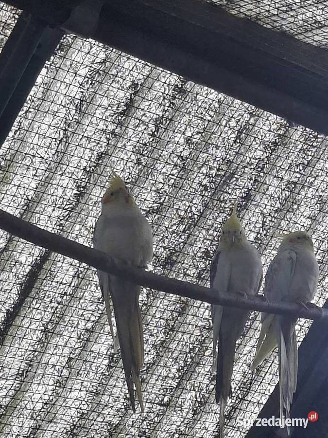 Papugi nimfy Rydułtowy