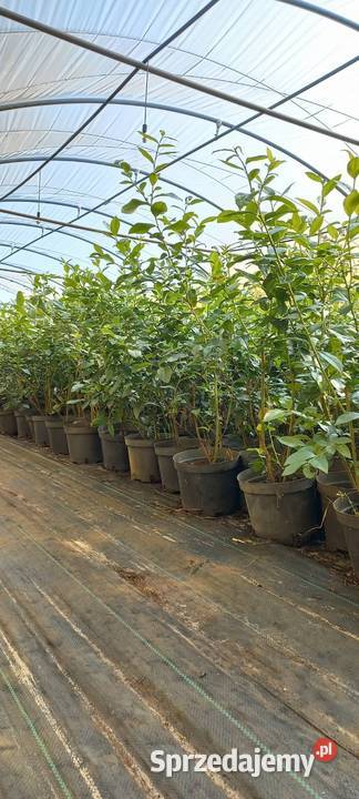 Sadzonki borówki amerykańskiej 3 i 4letnie sprzedam