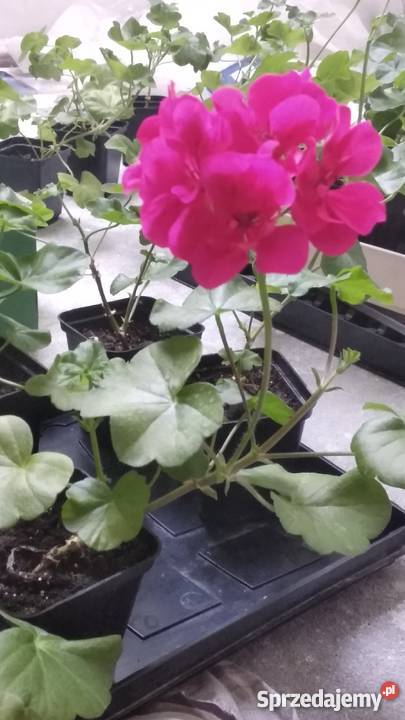 Sadzonki Pelargonia Nowe odmiany Rośliny