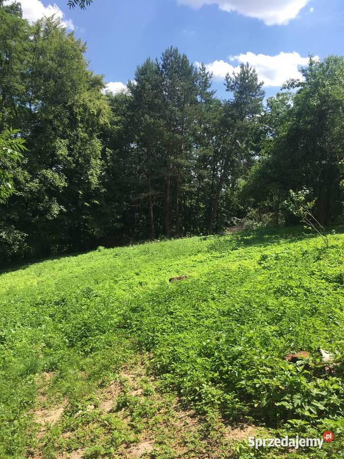 Działka budowlana z prywatnym lasem 18 arów Sprzedaż Rybna