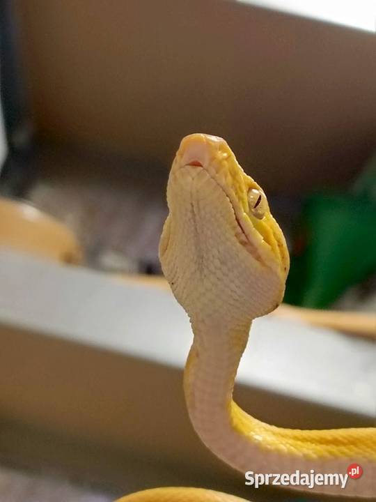 Boa Leśny samica sprzedam