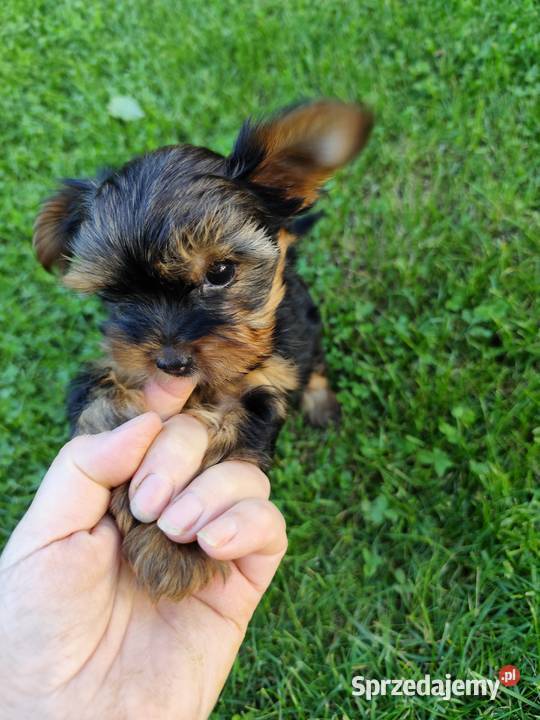 Yorkshire Terrier podlaskie Bakałarzewo