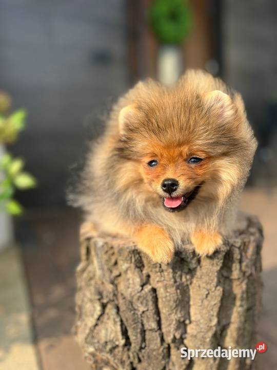 Pomeranian Bełchatów sprzedam