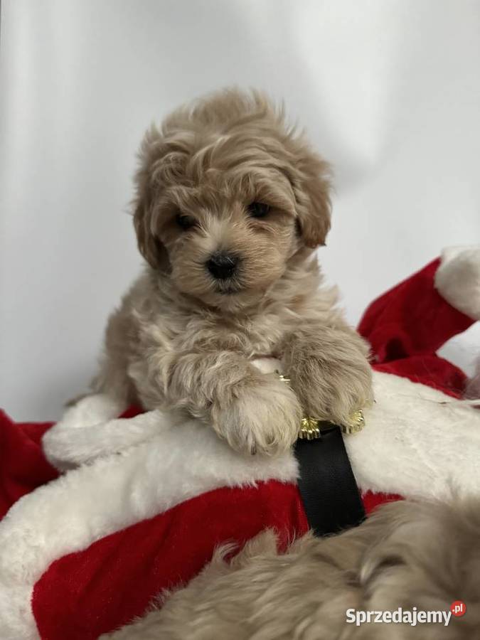 Maltipoo pudel Maltańczyk maltipoorybnik Rybnik