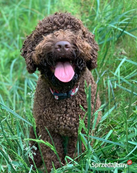 Lagotto Romagnolo pies na trufle DOGOTERAPIA