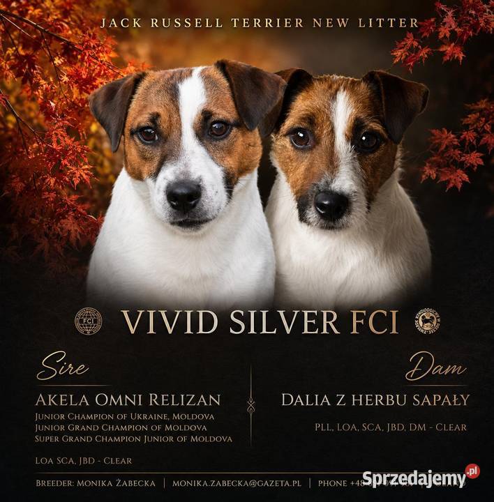 Piesek Jack Russell Terrier Jack Russell Terrier Drawno