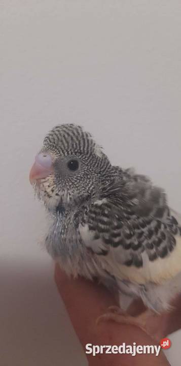 Papuga Falista Ręcznie karmiona