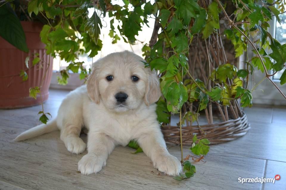 Golden Retriever Tarnów