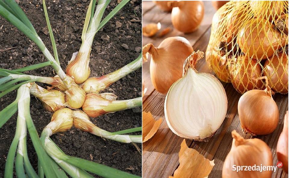 Cebula do sadzenia Kadłub sprzedam