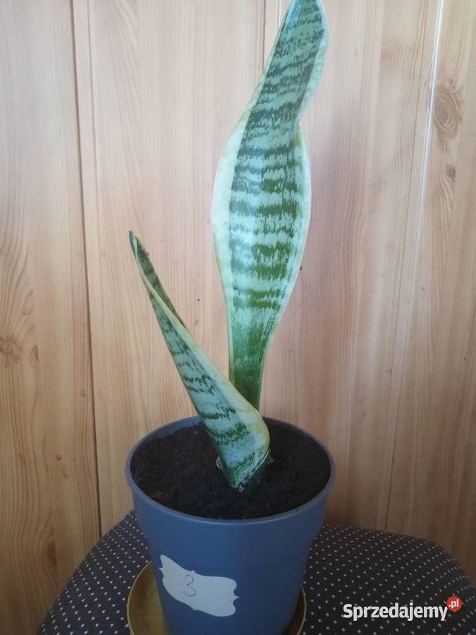 Sansevieria kwiat doniczkowy kwiaty Liściaste świętokrzyskie Kielce