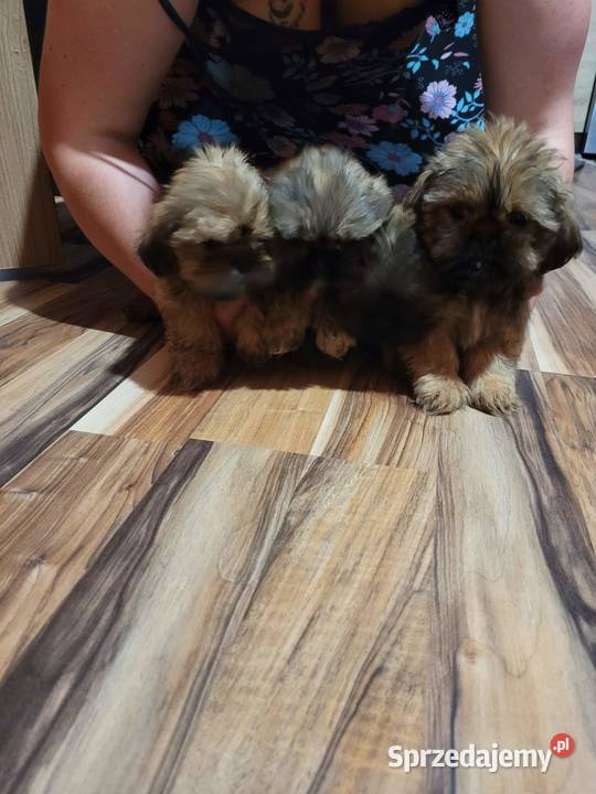 Szczeniaczki shih tzu podlaskie Lipsk
