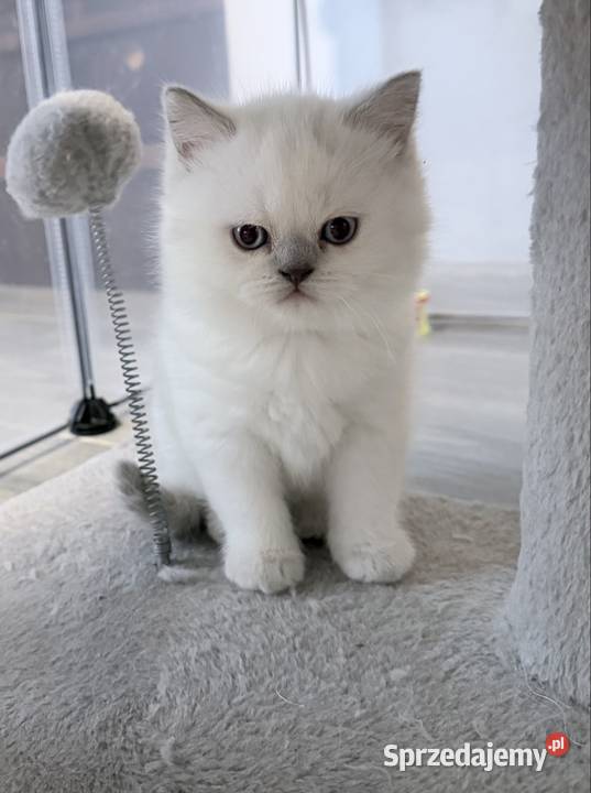 Kot brytyjski blue point Twardogóra