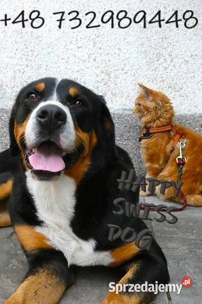 Duży Szwajcarski Pies Pasterski hodowla Katowice