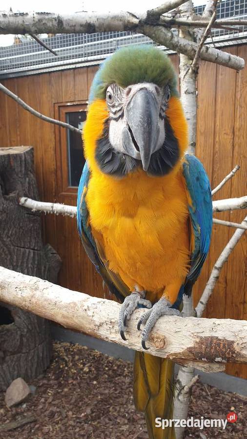 Ara Ararauna wielkopolskie Wielichowo