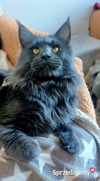 Reproduktor Maine Coon Reproduktor rasy Maine Opole