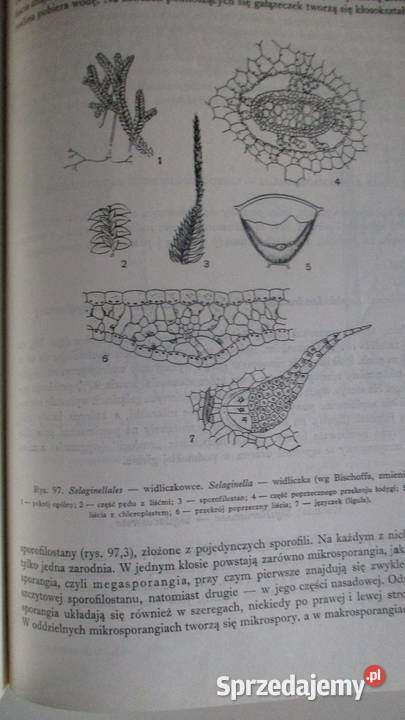 Zarys systematyki roślin Mowszowicz systematyka sprzedam
