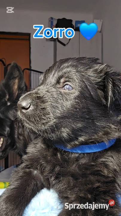 Owczarki Staroniemieckie czarne szczeniaczki Puławy