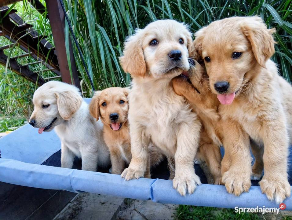 Golden retriever suczka Chodków Stary