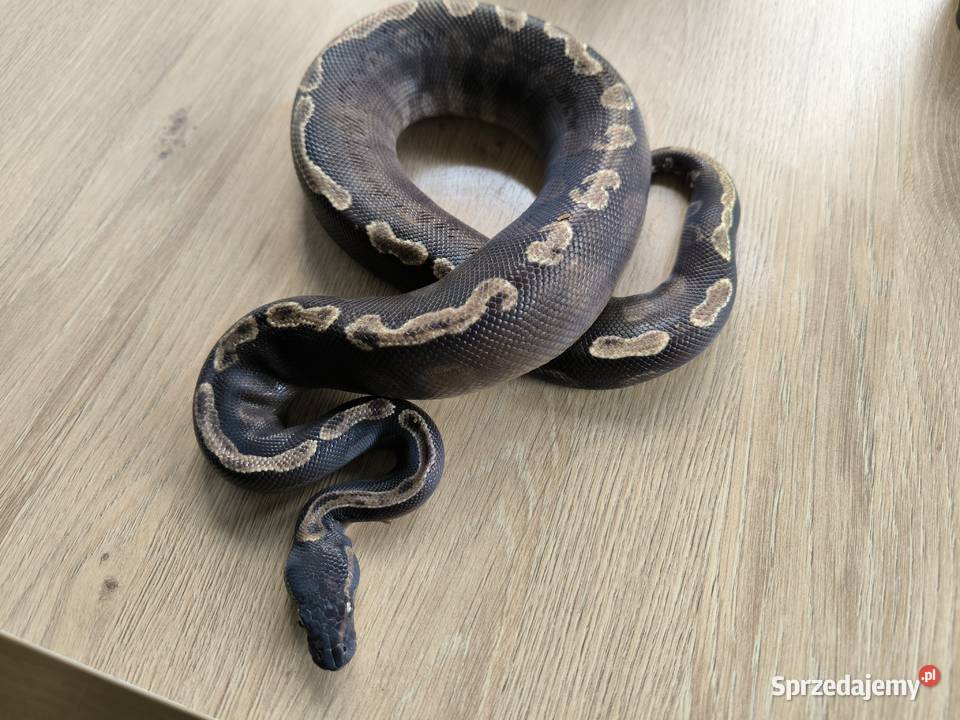 Pyton królewski GHI Mojave Makowiec