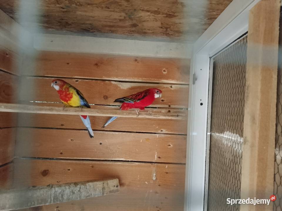 Rozelle białolice para Płomiany