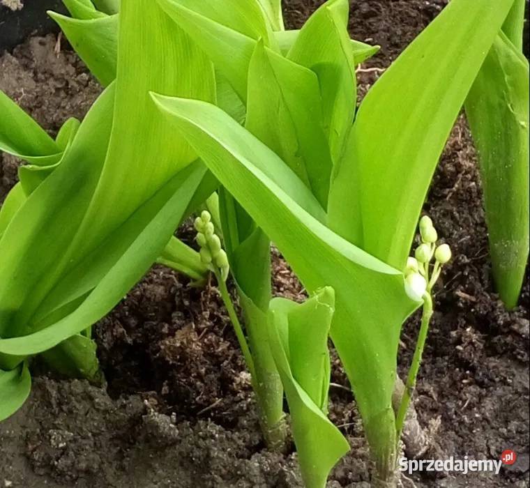 Konwalie sadzonki pakiet 20