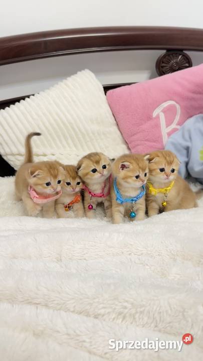 Kotek szkocki złoty Scottish fold Do rezerwacji Wrocław