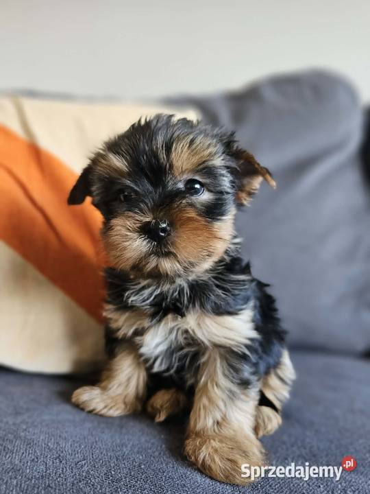 Suczka Yorkshireterrier Malutka Gotowa do zmiany Psy Częstochowa