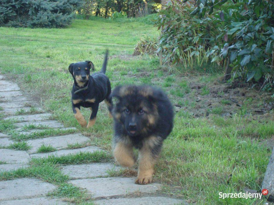 Szkolenie PSÓW hodowla i Hotel psów lubelskie Kraśnik