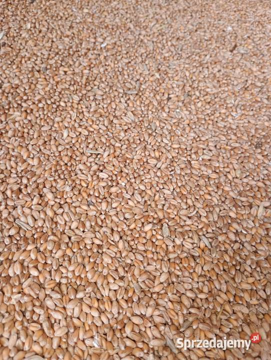 Siano Słoma Pszenica Owies Niebocko