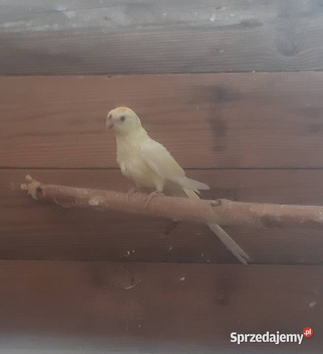 Świergotki samiec Jasło