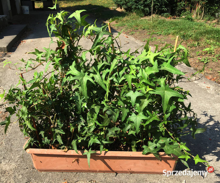 Bluszcz Sagittifolia 17 na ściankę dom ogród Kraków