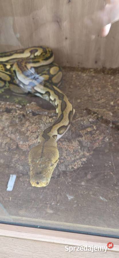 Pyton siatokwany reticulatus samiczka Wałbrzych