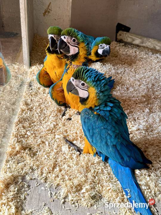 Papuga Ara Ararauna Pupile Zwierzęta Rybnik sprzedam
