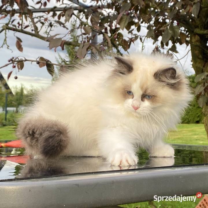 Kocurek Ragdoll gotowy do odbioru