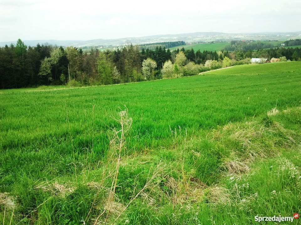 Działka budowlana 100a na sprzedaż małopolskie Bełdno