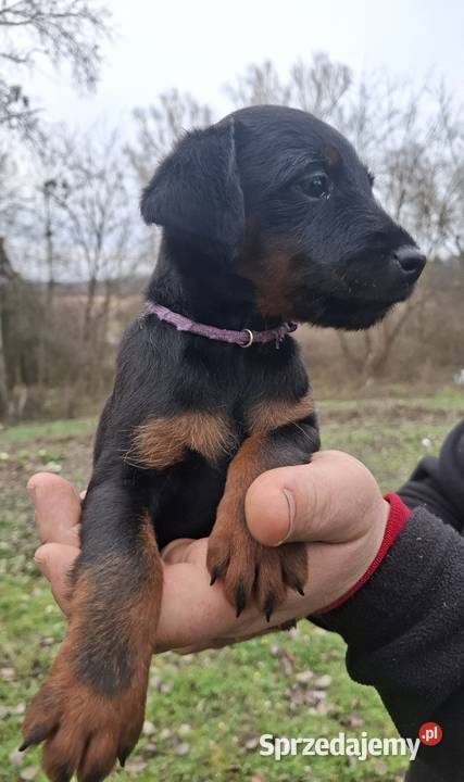 Terier Niemiecki Suczka Pozostałe Psy Annopol sprzedam