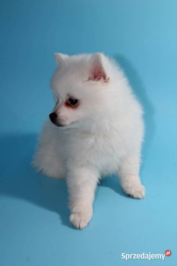 Szpic średni biały Pozostałe Oława