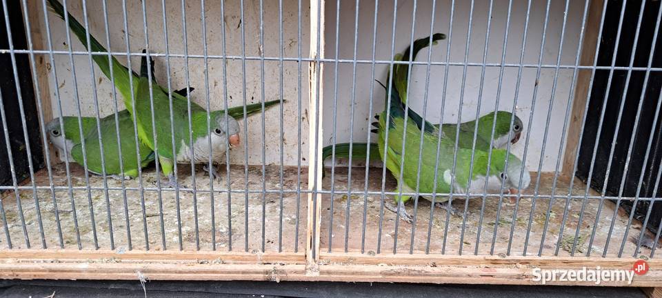 Sprzedam papugi mnichy nizinne mnicha