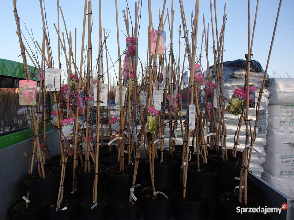 Magnolie szczepione w odmianach Tarnów