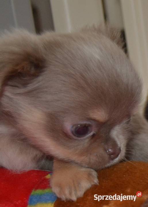 CHIHUAHUA PRZEŚLICZNA SUNIA DŁUGOWŁOSA KOLOR Drogusza