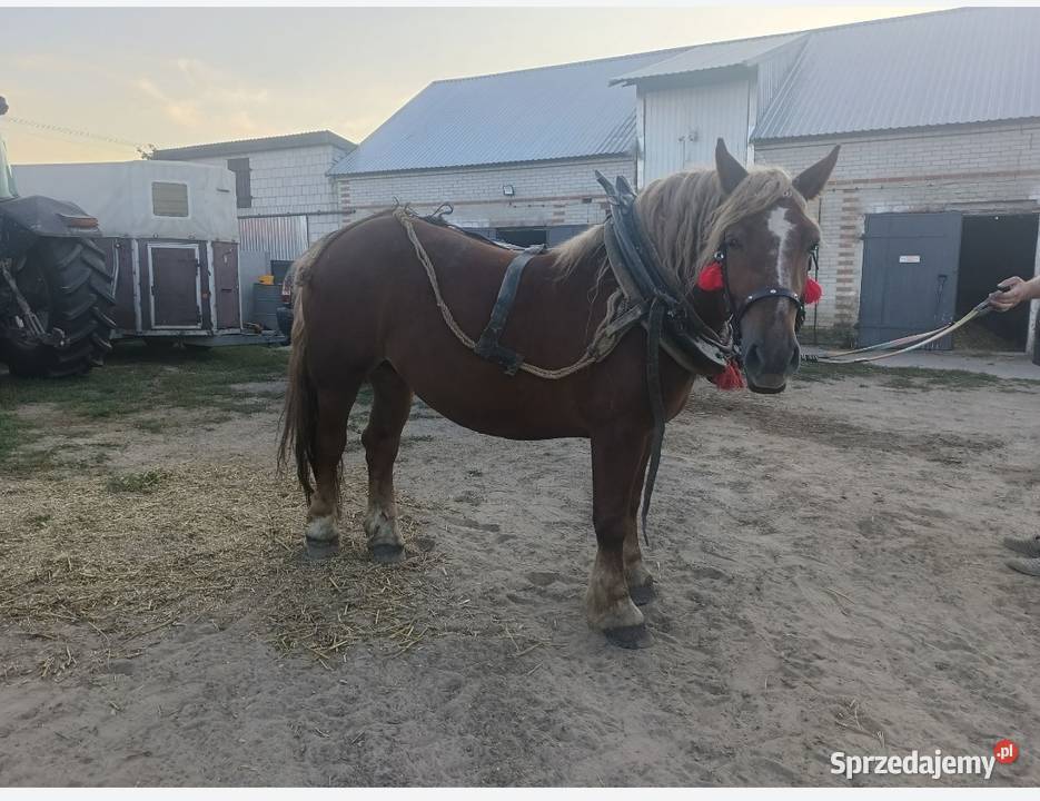 Klacz kasztanowata Radzyń Podlaski